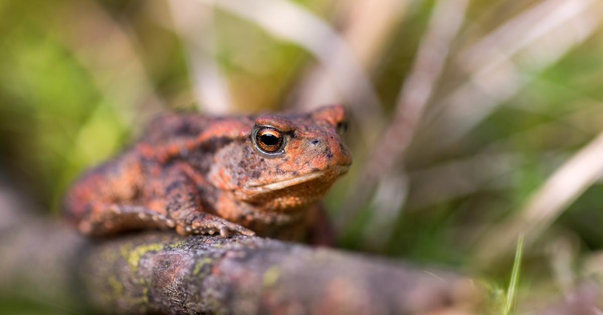 Image of the Common Toad (Bufo Bufo), popular in Indonesia as Kodok Biasa.