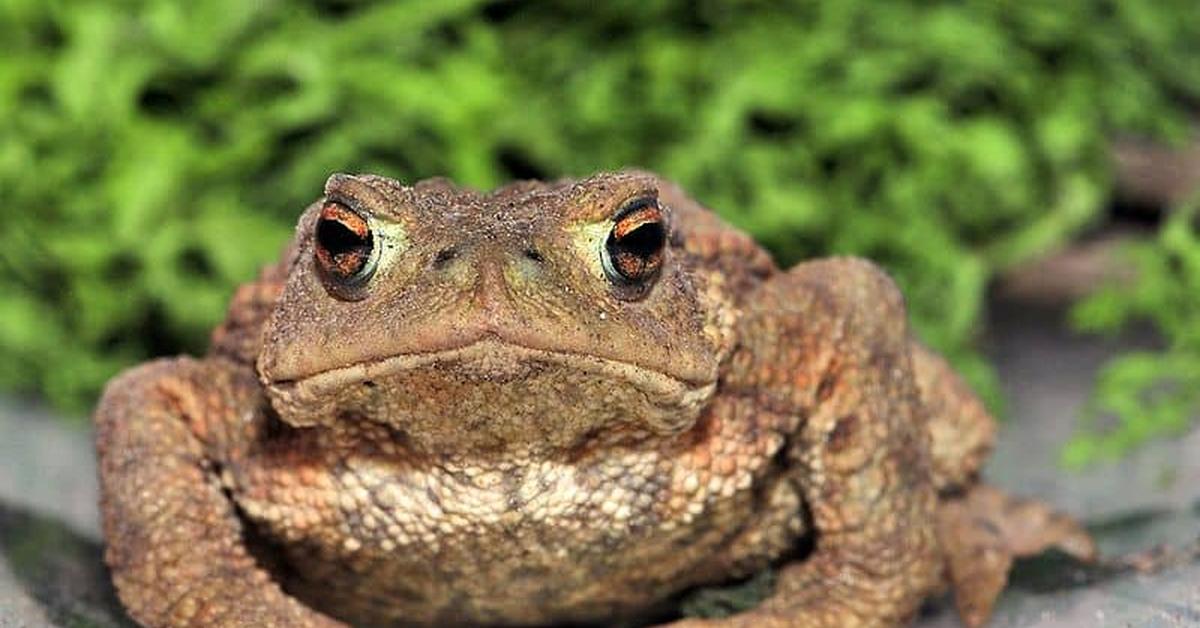 Dynamic image of the Common Toad, popularly known in Indonesia as Kodok Biasa.