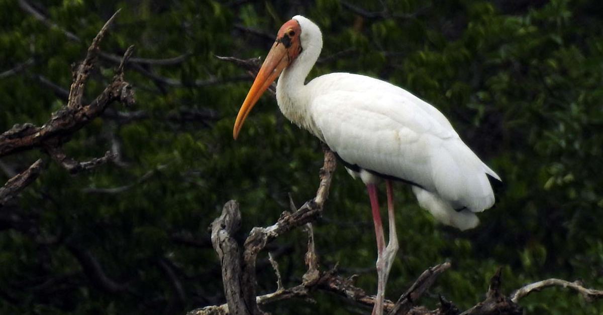 Elegant portrayal of the Crane, also known as Gruidae.