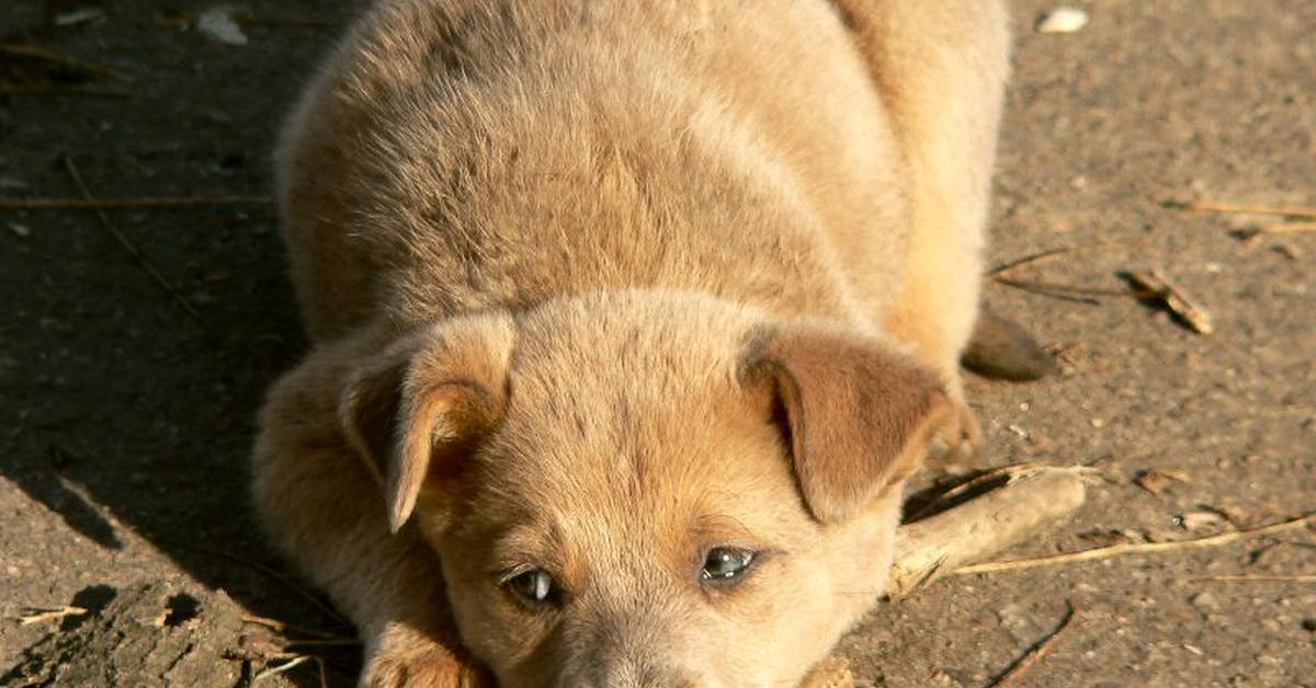 Unique portrayal of the Collie Mix, also called Campuran Collie in Bahasa Indonesia.