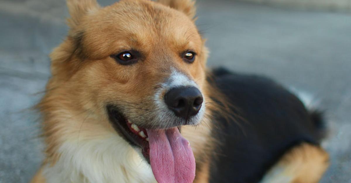 Captivating view of the Collie Mix, known in Bahasa Indonesia as Campuran Collie.