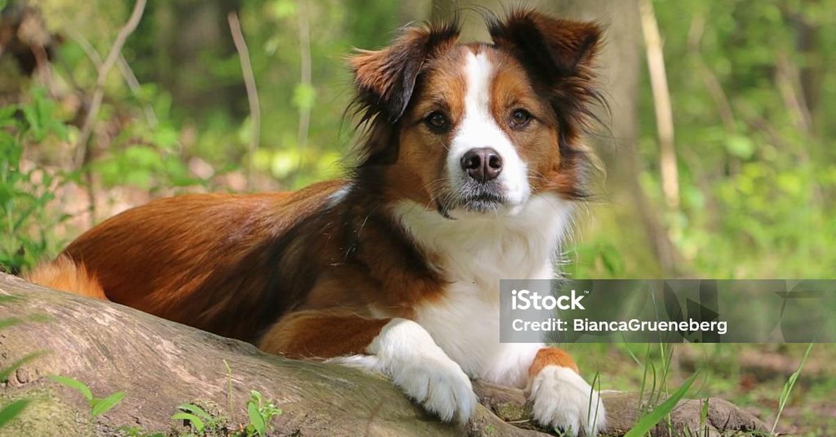 Photographic depiction of the unique Collie Mix, locally called Campuran Collie.