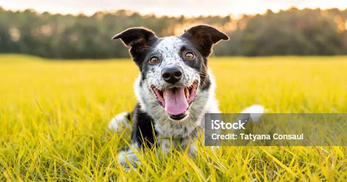 Graceful Collie Mix, a creature with the scientific name Canis Lupis Familiaris.