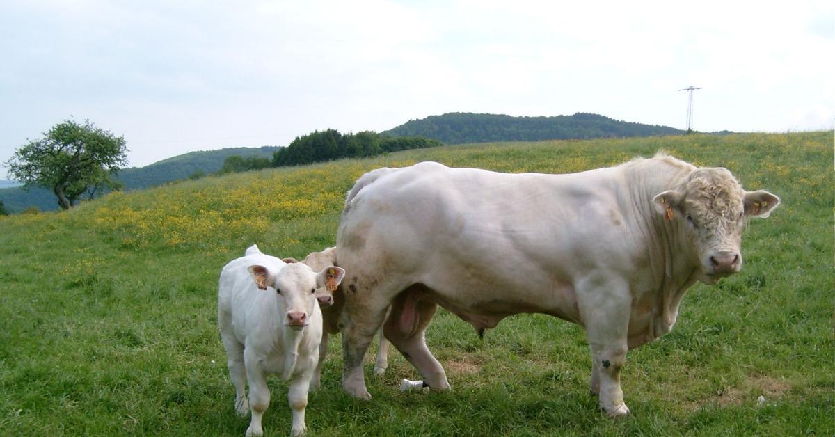 Photographic depiction of the unique Cow, locally called Sapi.