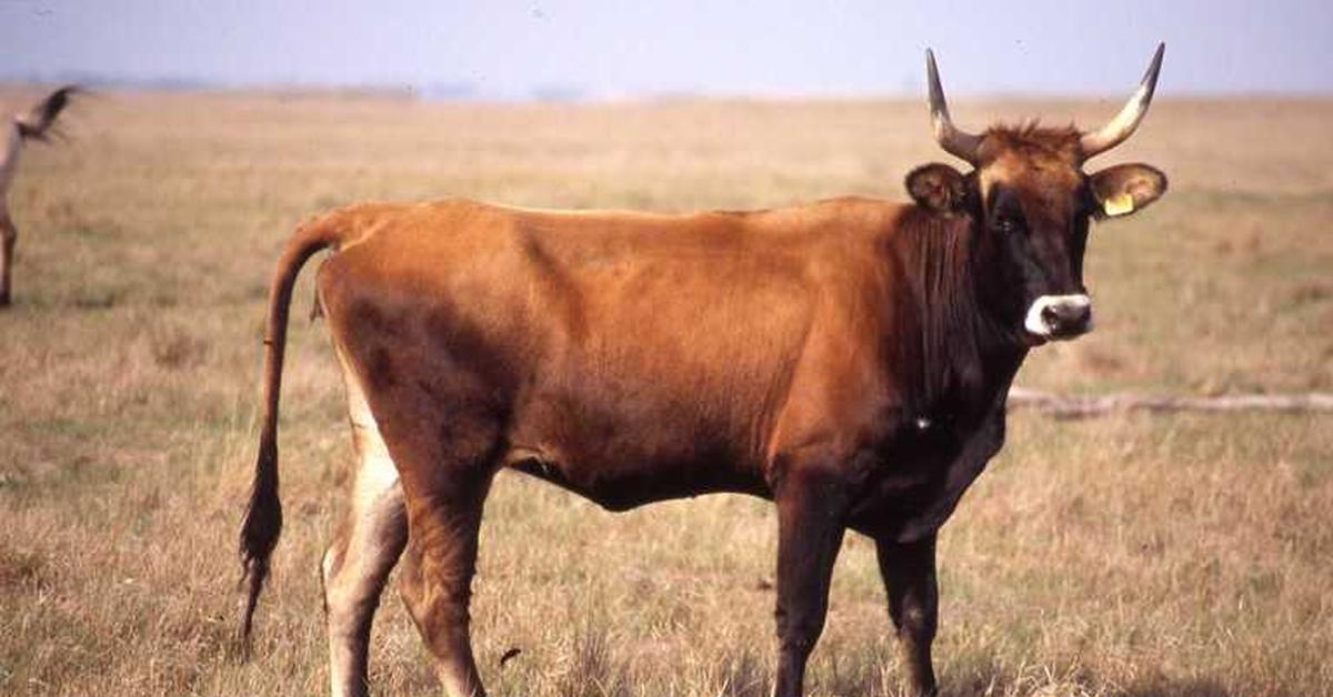 Photographic depiction of the unique Cow, locally called Sapi.