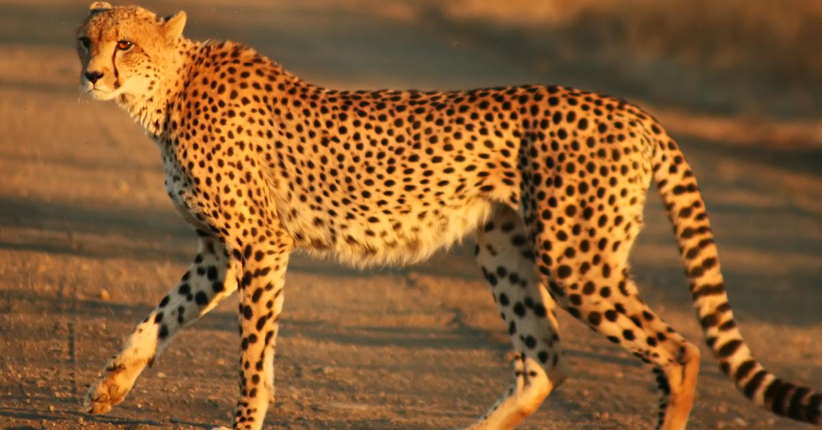 The Cheetah, a species known as Acinonyx jubatus, in its natural splendor.