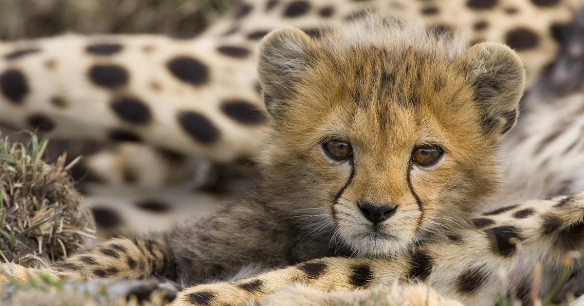 Dynamic image of the Cheetah, popularly known in Indonesia as Cheetah.