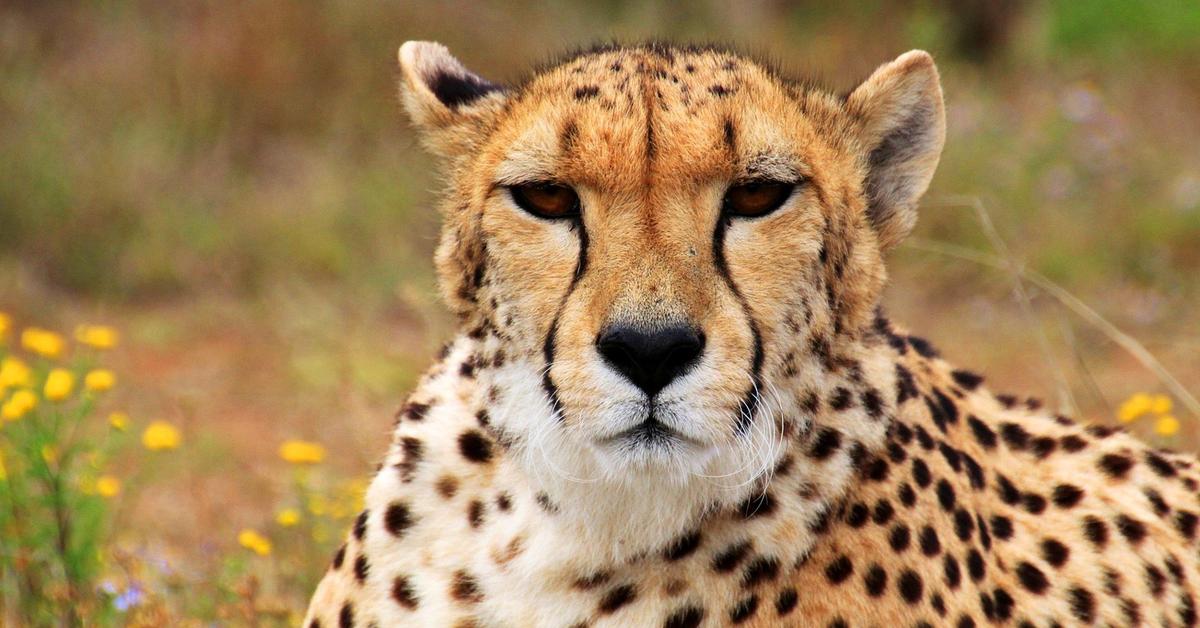 The Cheetah, a beautiful species also known as Cheetah in Bahasa Indonesia.