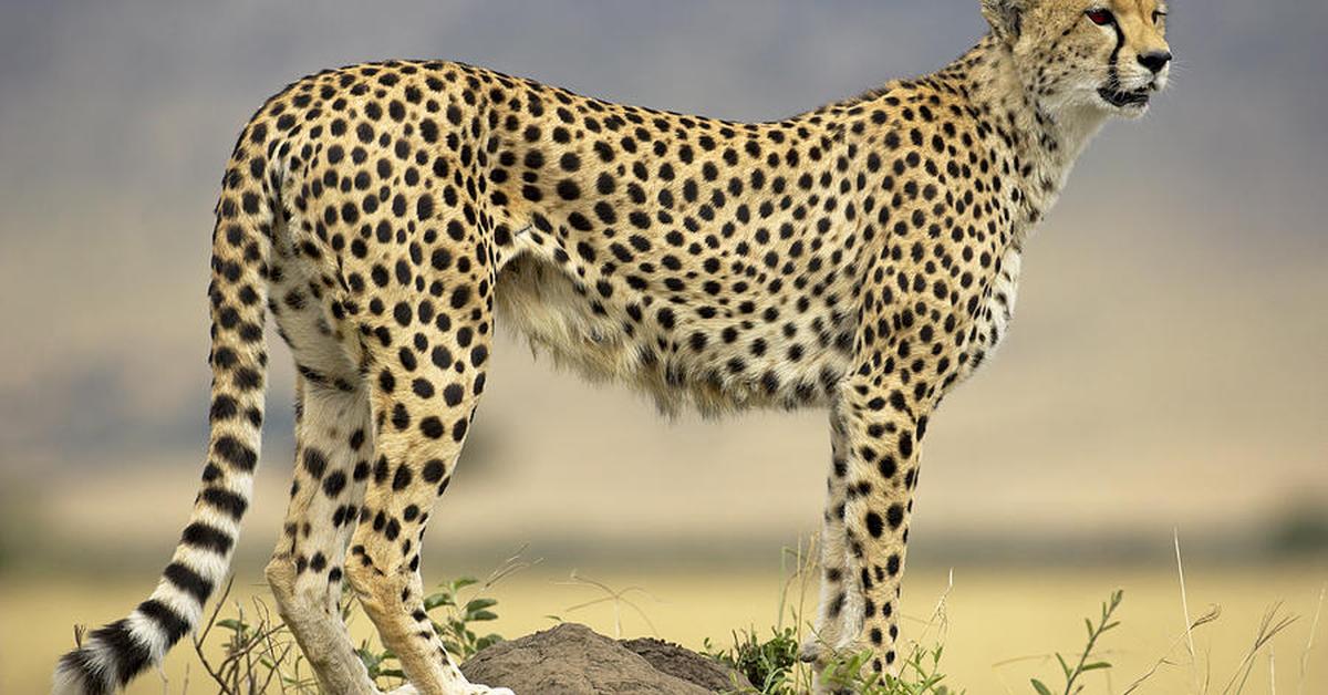 Elegant portrayal of the Cheetah, also known as Acinonyx jubatus.