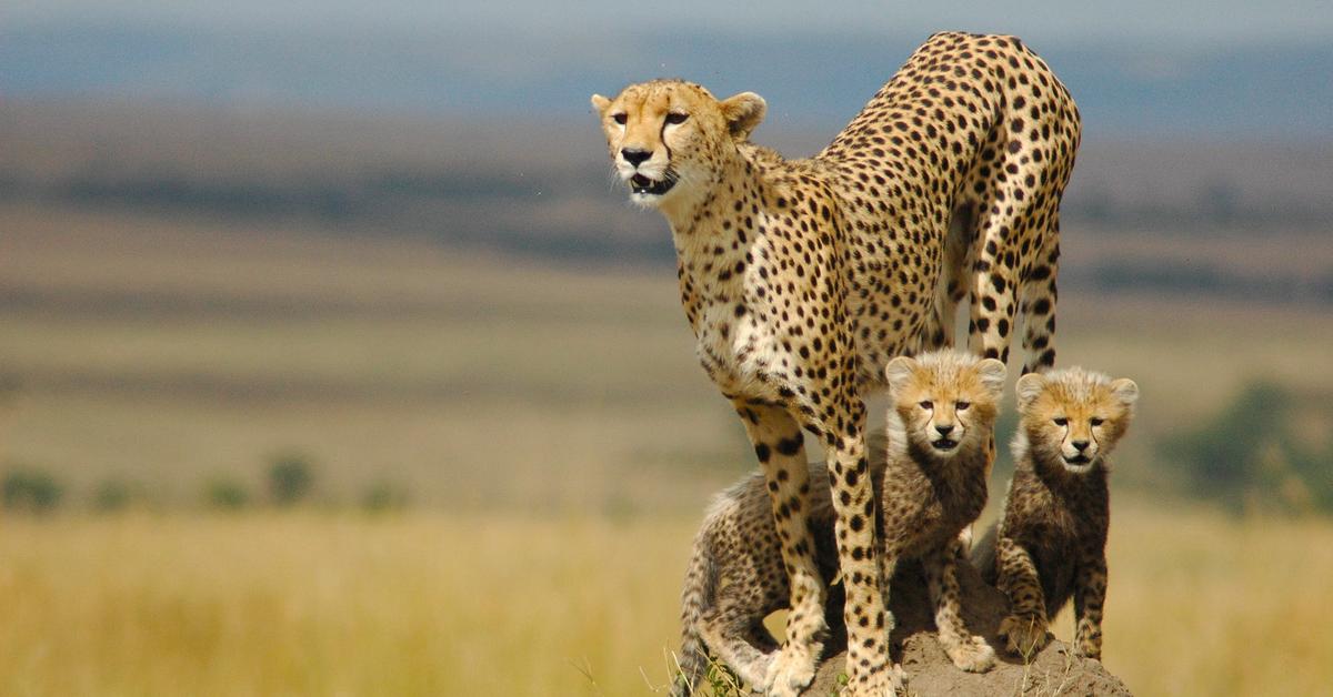 The Cheetah, an example of Acinonyx jubatus, in its natural environment.