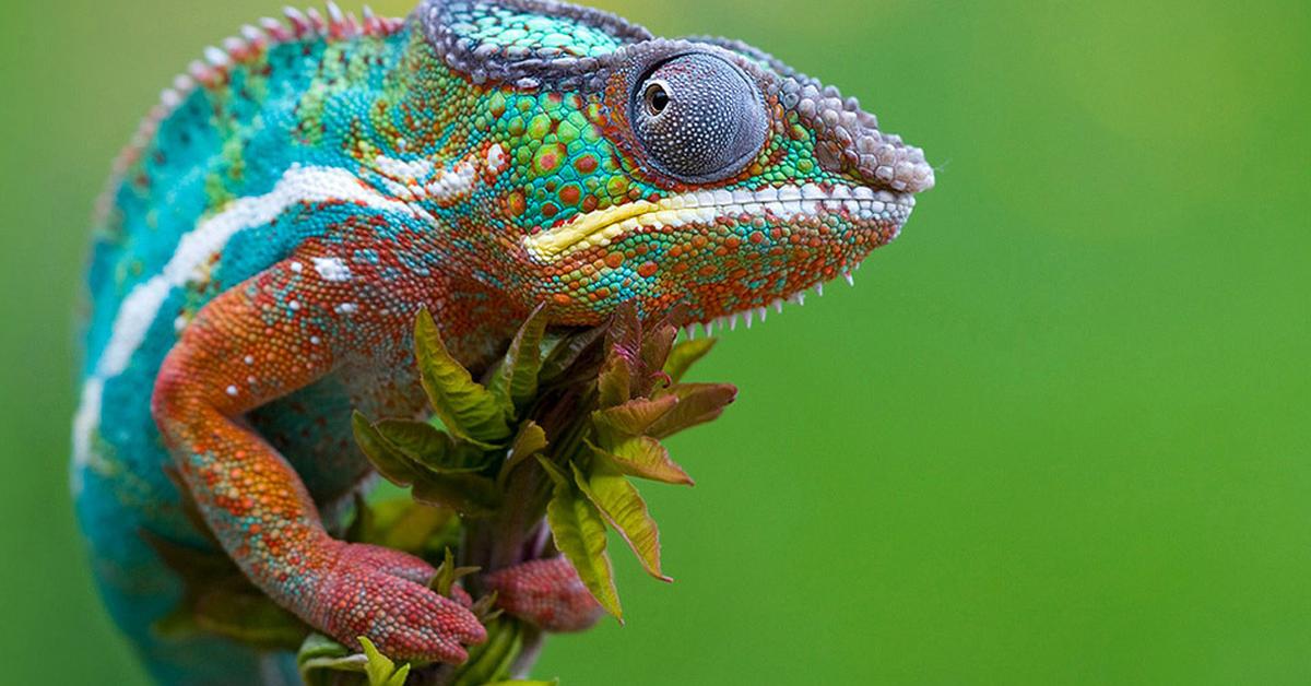 Image showcasing the Chameleon, known in Indonesia as Bunglon.