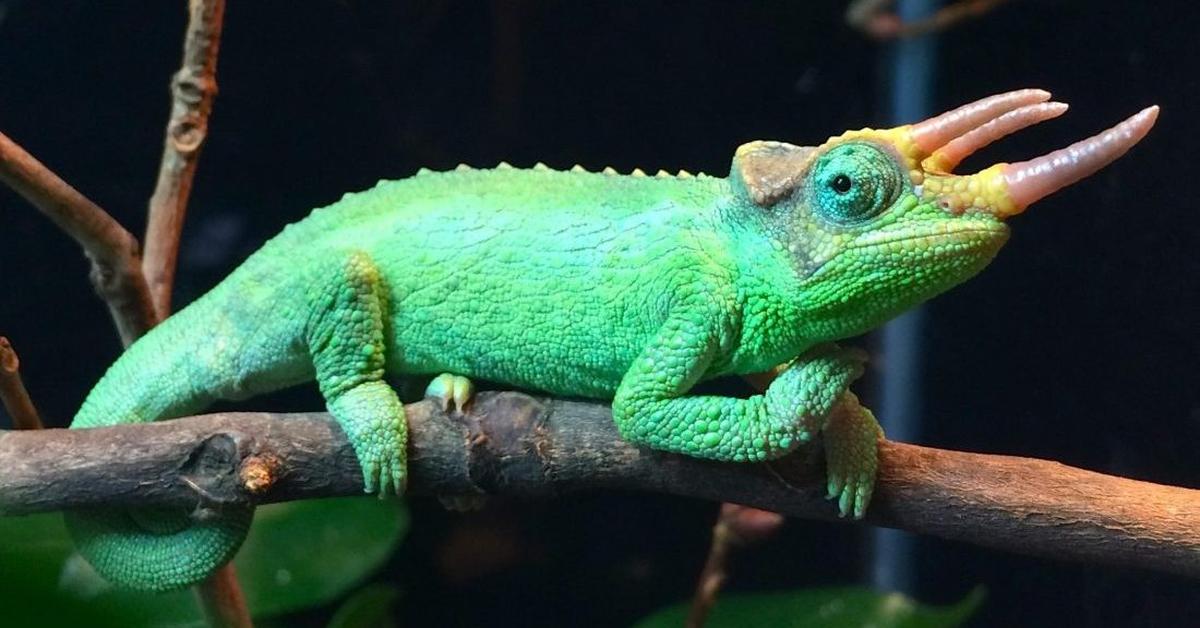 Splendid image of the Chameleon, with the scientific name Chamaeleonidae.