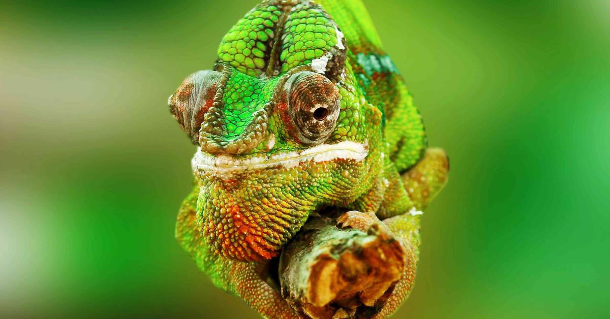 Image of the Chameleon (Chamaeleonidae), popular in Indonesia as Bunglon.