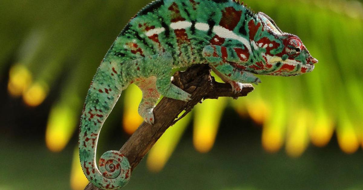 Exquisite image of Chameleon, in Indonesia known as Bunglon.