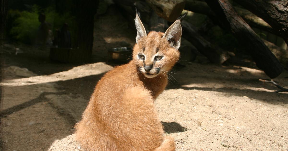 Close encounter with the Caracal, scientifically called Caracal Caracal.