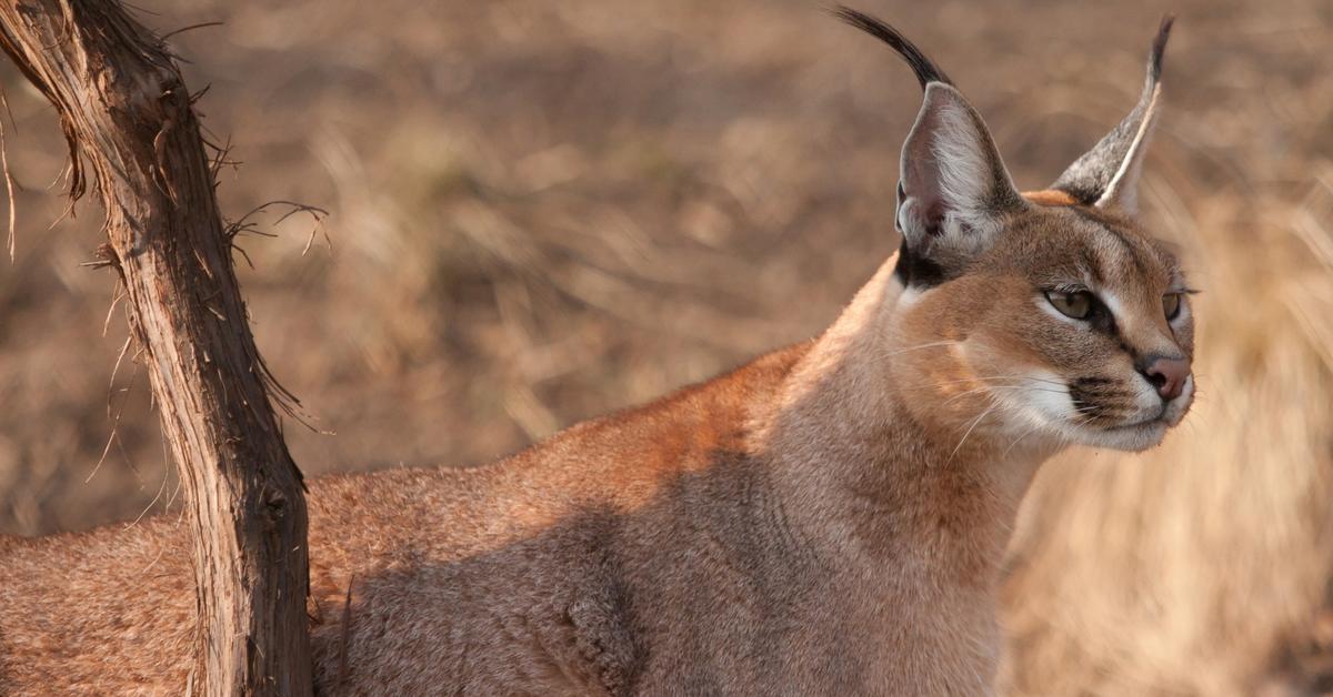 Image of the Caracal (Caracal Caracal), popular in Indonesia as Karakal.