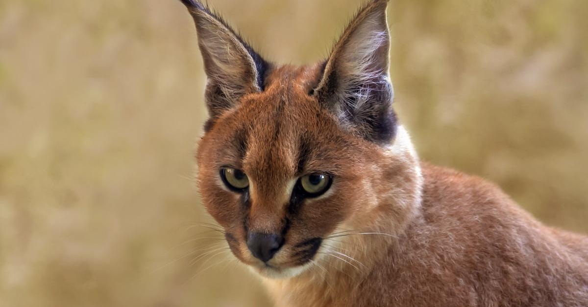 Vibrant snapshot of the Caracal, commonly referred to as Karakal in Indonesia.