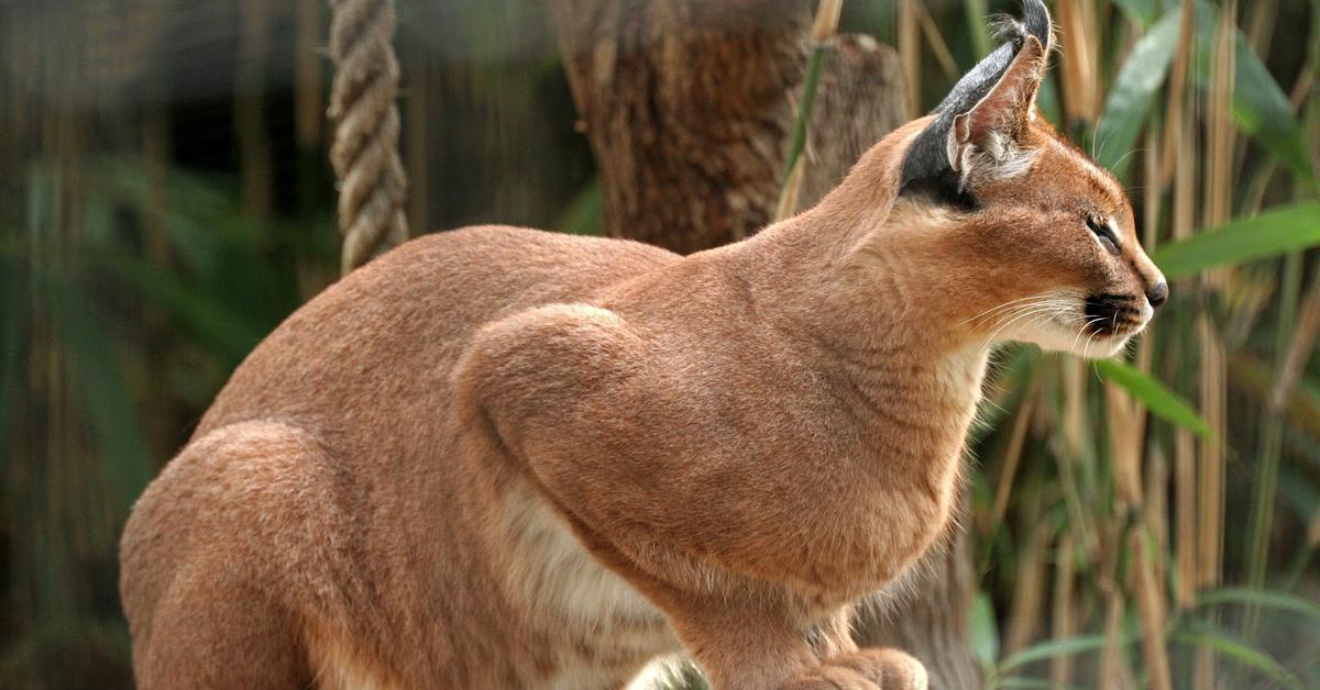 Detailed shot of the Caracal, or Caracal Caracal, in its natural setting.