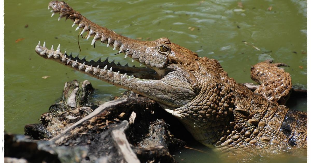 Dynamic image of the Crocodile, popularly known in Indonesia as Buaya.