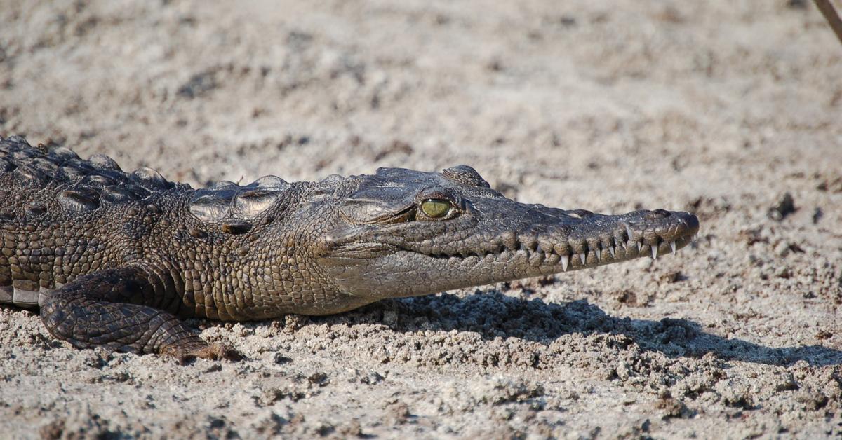 Portrait of a Crocodile, a creature known scientifically as Crocodylus acutus.