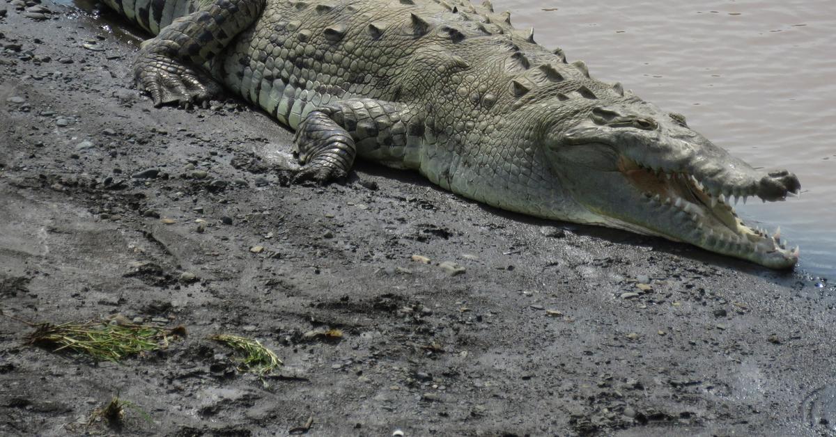 Captivating shot of the Crocodile, or Buaya in Bahasa Indonesia.