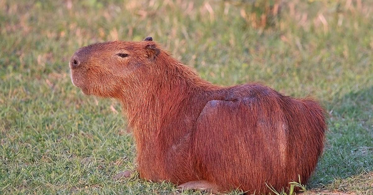 Visual of Capybara, or Capibara in Indonesian, showcasing its beauty.