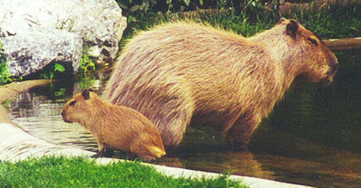 Stunning depiction of Capybara, also referred to as Hydrochoerus hydrochaeris.