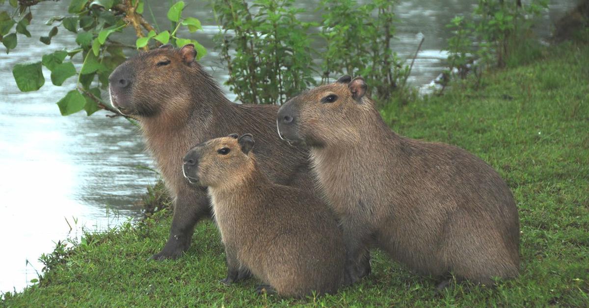 Distinctive Capybara, in Indonesia known as Capibara, captured in this image.