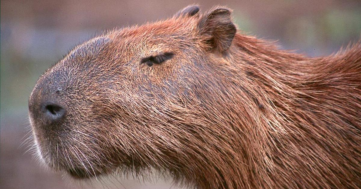 Vibrant snapshot of the Capybara, commonly referred to as Capibara in Indonesia.