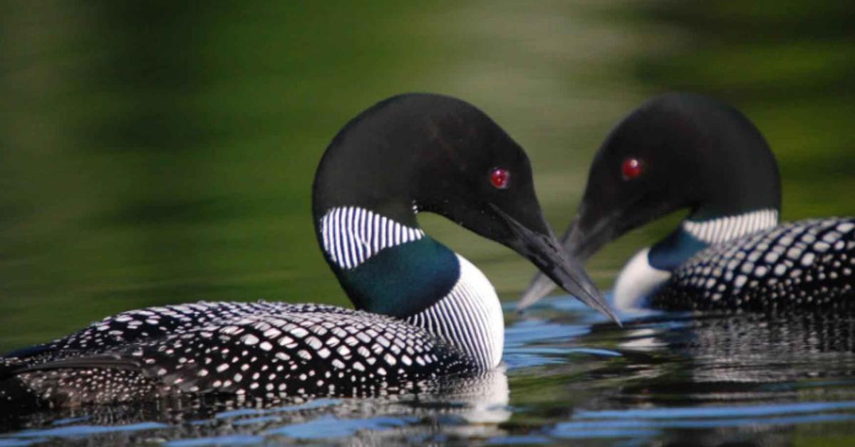 Visual representation of the Common Loon, recognized in Indonesia as Burung Hantu Biasa.