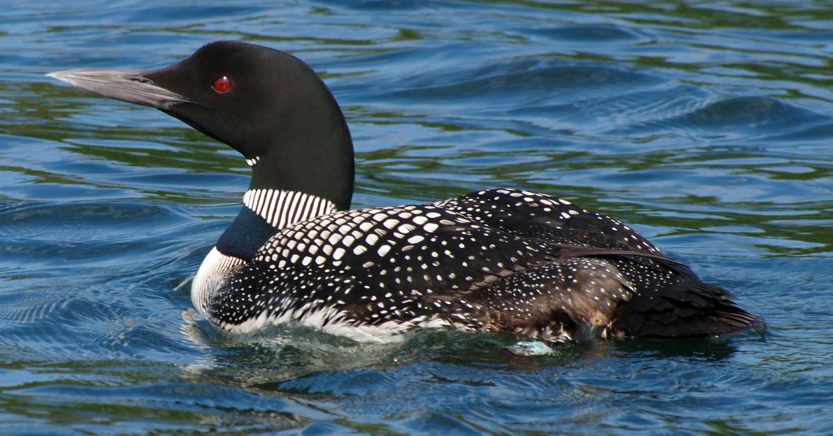 Detailed shot of the Common Loon, or Gavia Immer, in its natural setting.