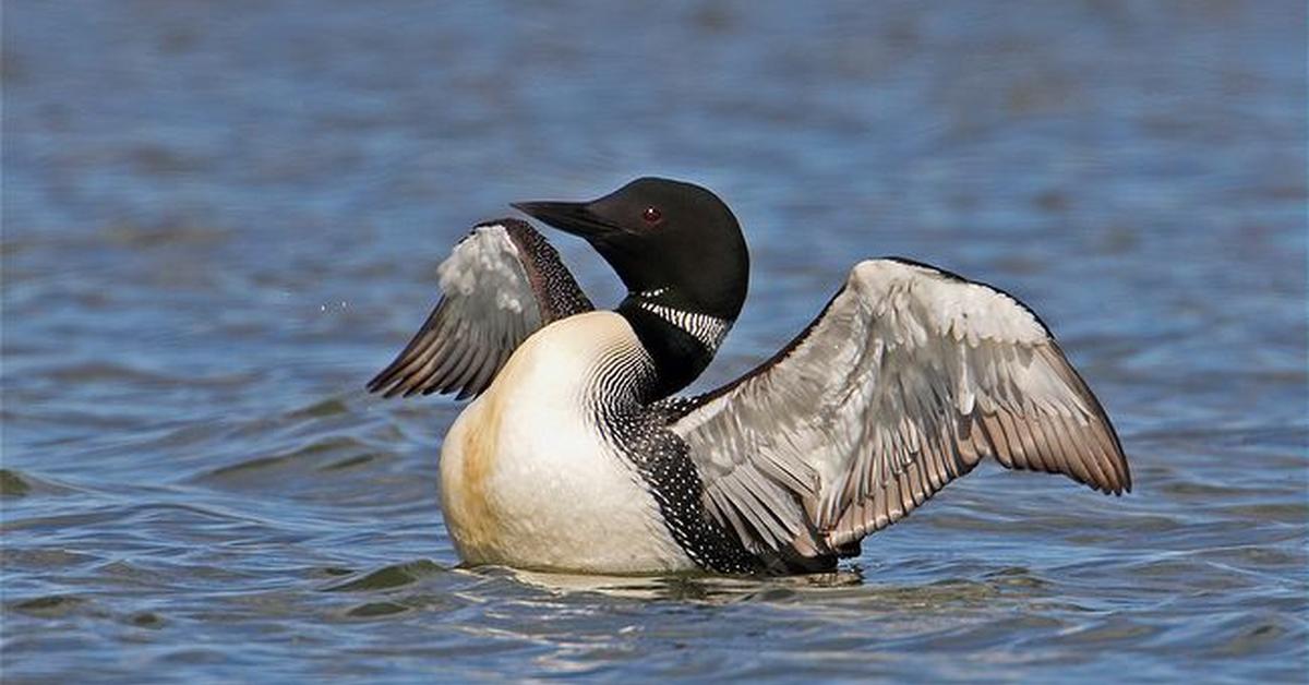 Elegant Common Loon in its natural habitat, called Burung Hantu Biasa in Indonesia.