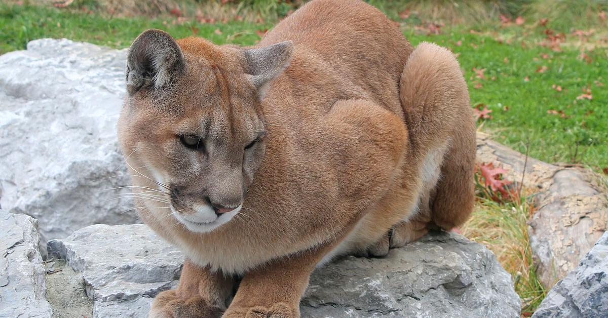 Unique portrayal of the Cougar, also called Macan Tutul in Bahasa Indonesia.