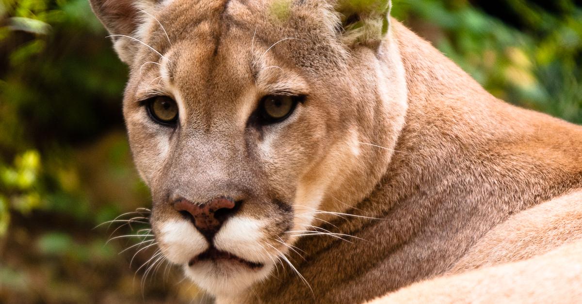 Captivating presence of the Cougar, a species called Felis Concolor.