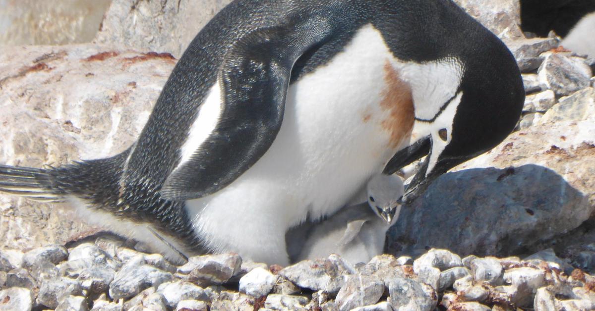 Exquisite image of Chinstrap Penguin, in Indonesia known as Penguin Chinstrap.