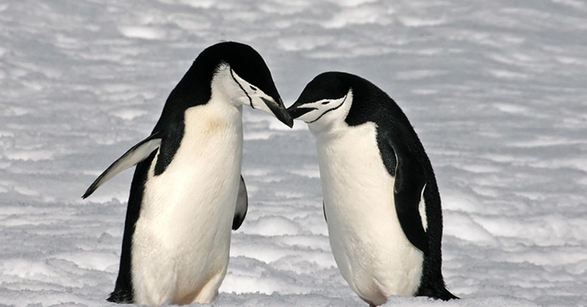 A look at the Chinstrap Penguin, also recognized as Penguin Chinstrap in Indonesian culture.