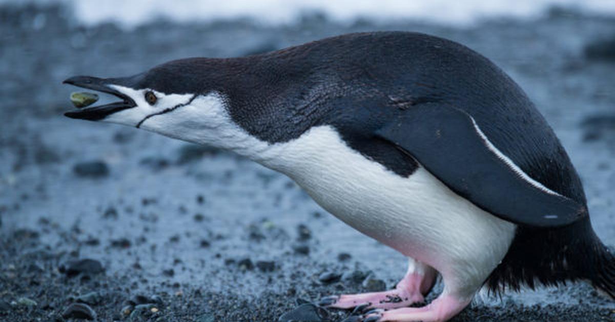 Image of the Chinstrap Penguin (Pygoscelis Antarcticus), popular in Indonesia as Penguin Chinstrap.