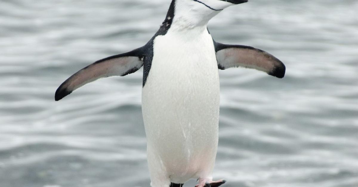 Portrait of a Chinstrap Penguin, a creature known scientifically as Pygoscelis Antarcticus.