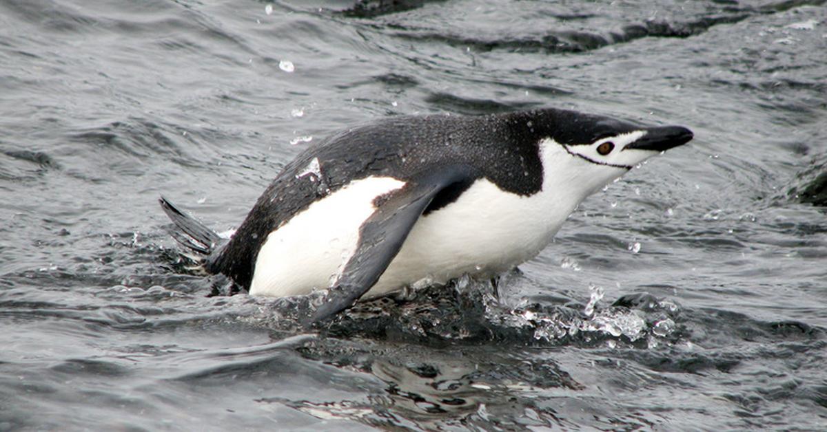 The Chinstrap Penguin, a beautiful species also known as Penguin Chinstrap in Bahasa Indonesia.