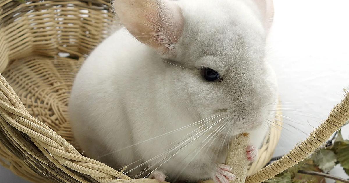 Elegant Chinchilla in its natural habitat, called Chinchilla in Indonesia.