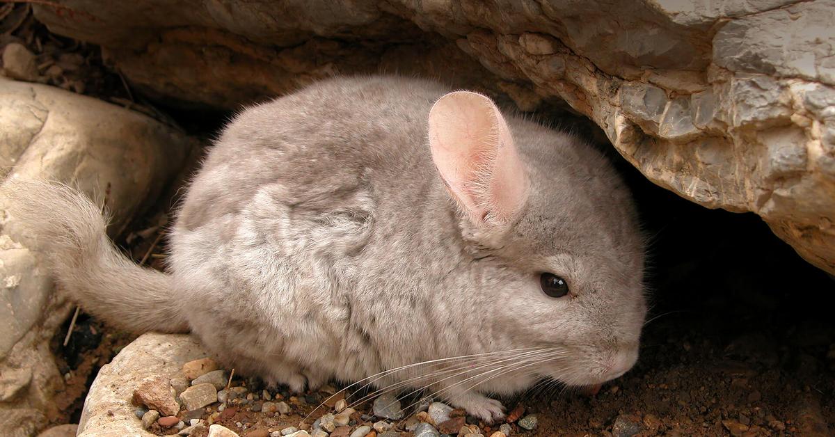 The Chinchilla, a beautiful species also known as Chinchilla in Bahasa Indonesia.