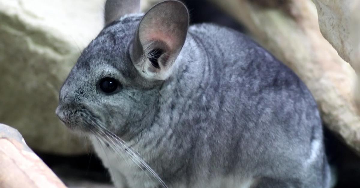 Insightful look at the Chinchilla, known to Indonesians as Chinchilla.