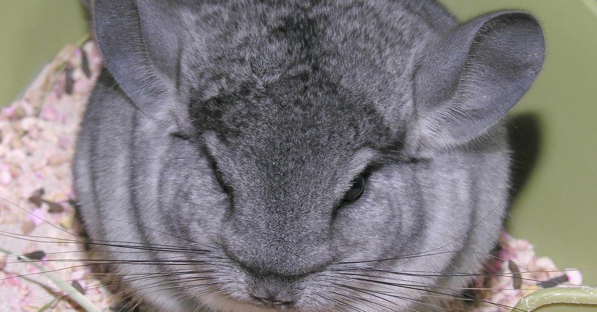 Image of the Chinchilla (Chinchilla Lanigera), popular in Indonesia as Chinchilla.