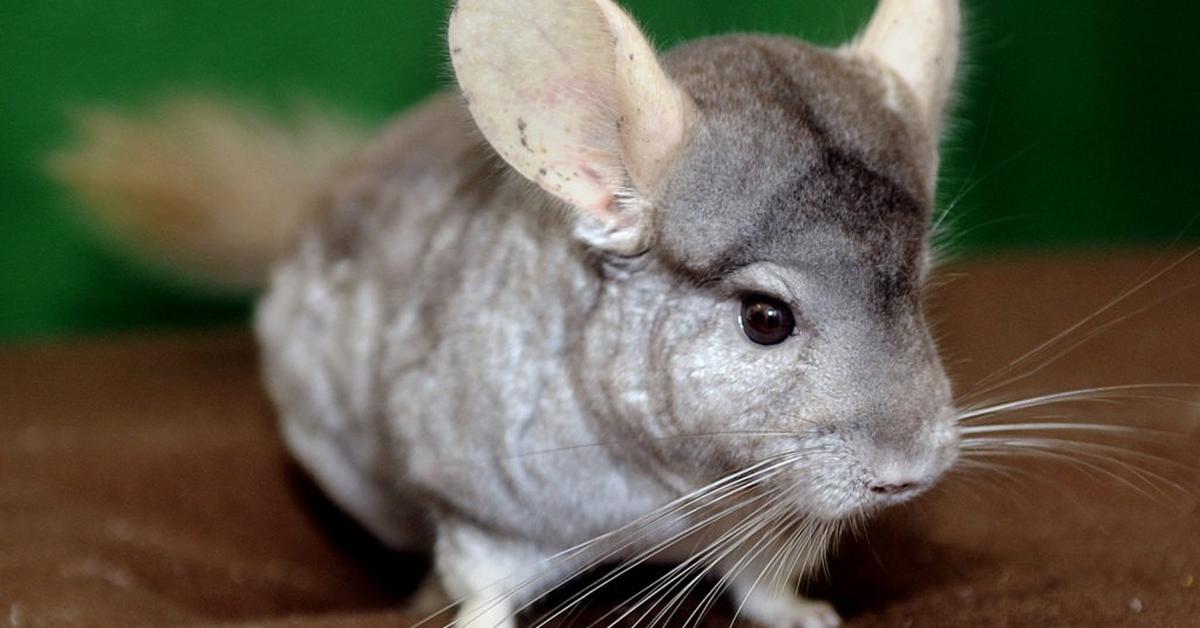 The remarkable Chinchilla (Chinchilla Lanigera), a sight to behold.