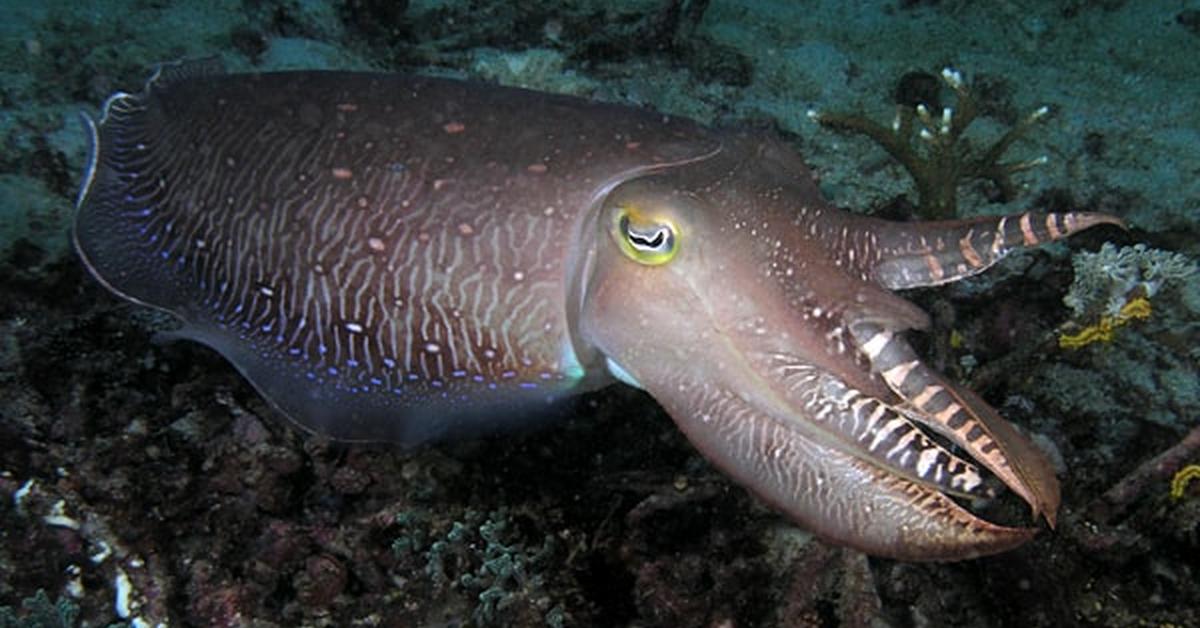 Elegant Cuttlefish in its natural habitat, called Gurita in Indonesia.