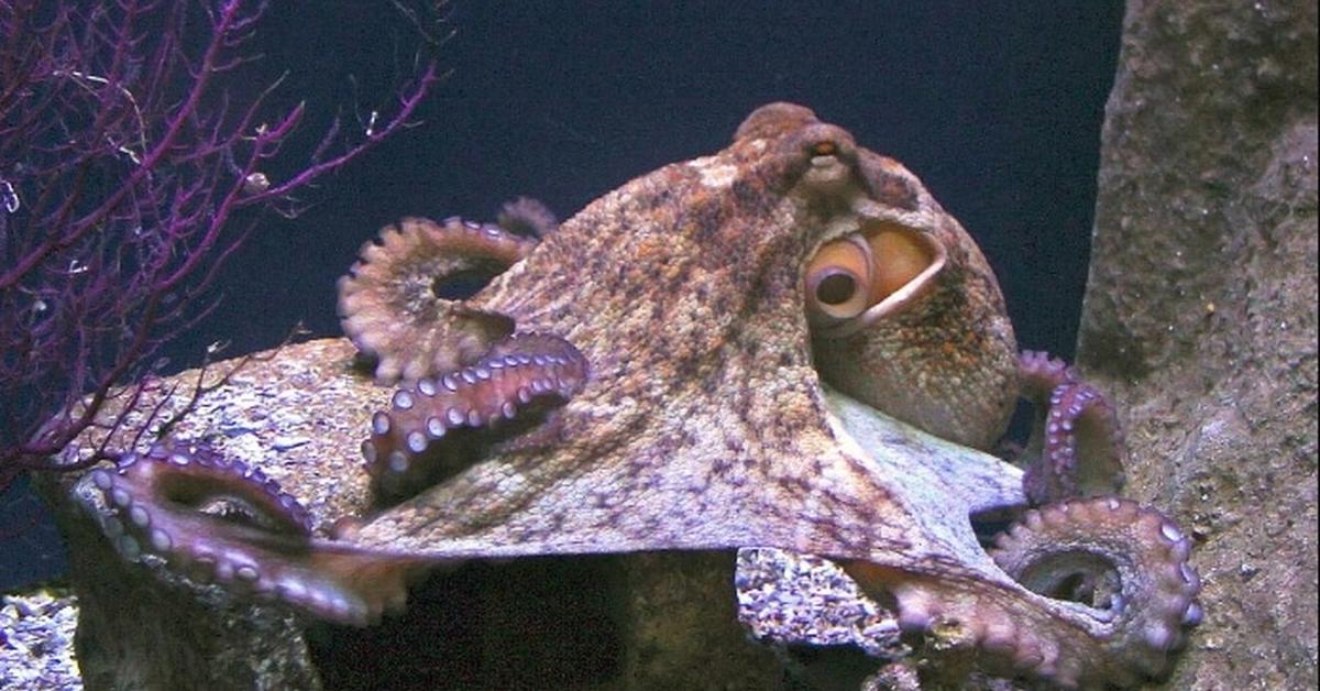 The remarkable Cuttlefish (Sepiida), a sight to behold.