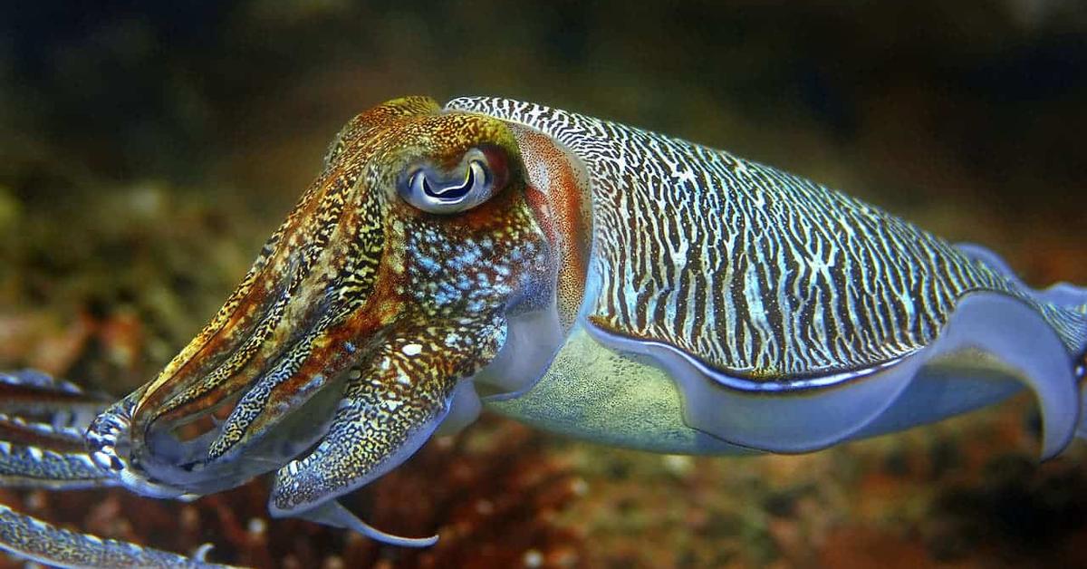 Captured elegance of the Cuttlefish, known in Indonesia as Gurita.