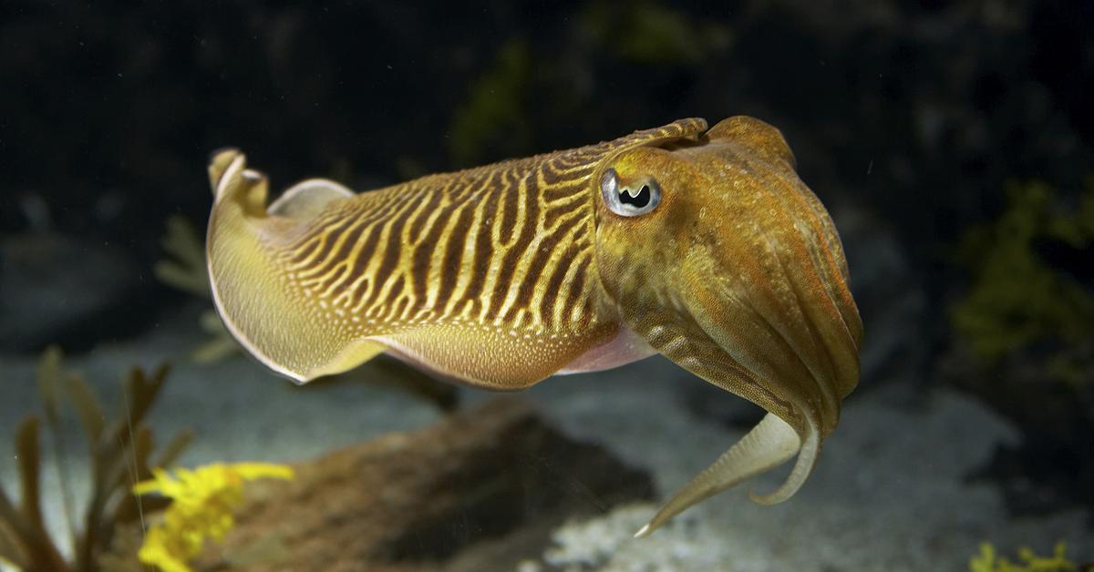 Photogenic Cuttlefish, scientifically referred to as Sepiida.