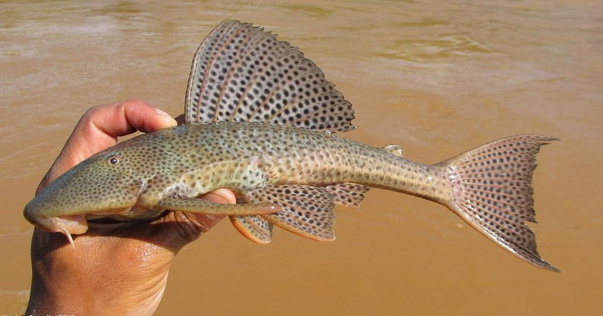 Distinctive Catfish, in Indonesia known as Lele, captured in this image.