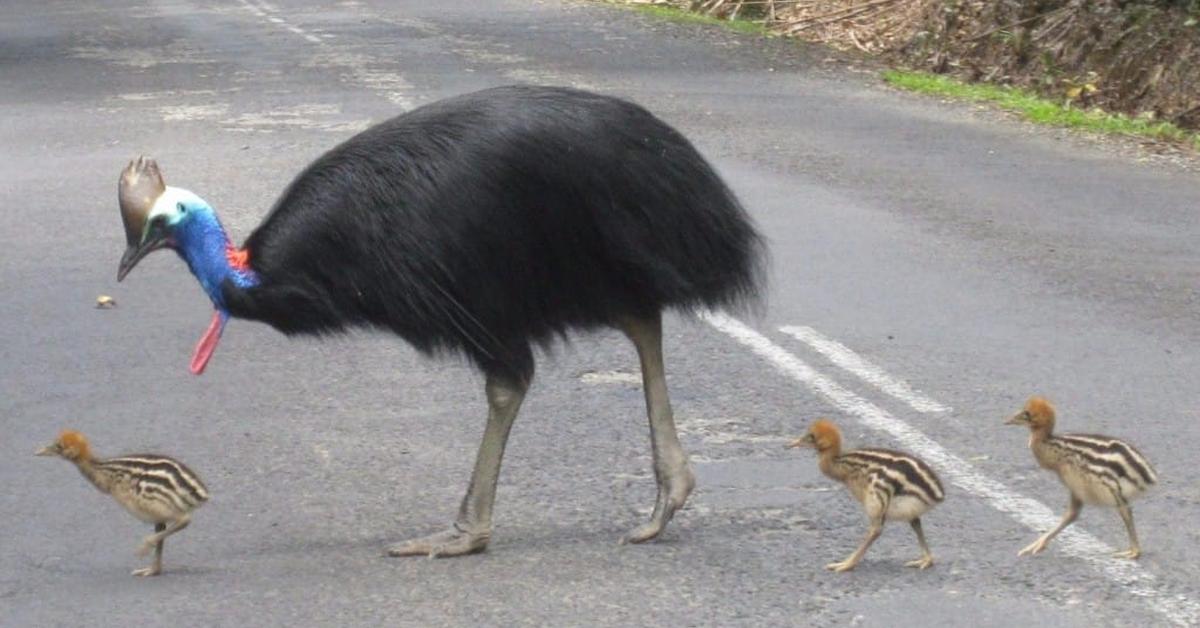 Elegant portrayal of the Cassowary, also known as Casuarius spp..